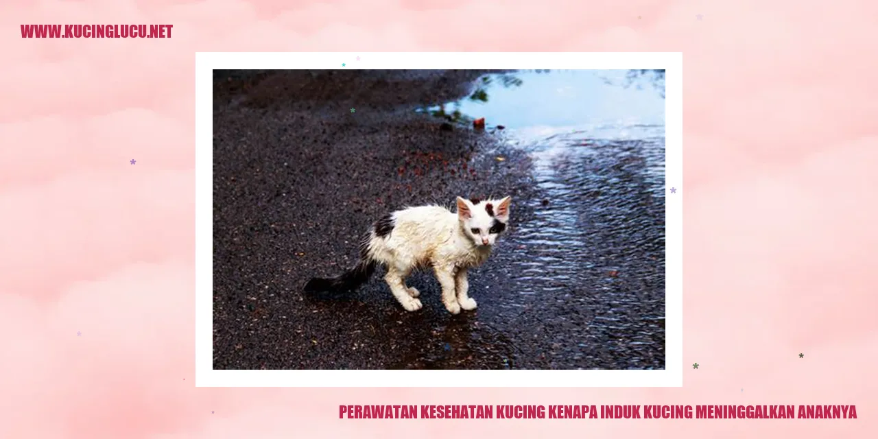 Perawatan kesehatan kucing