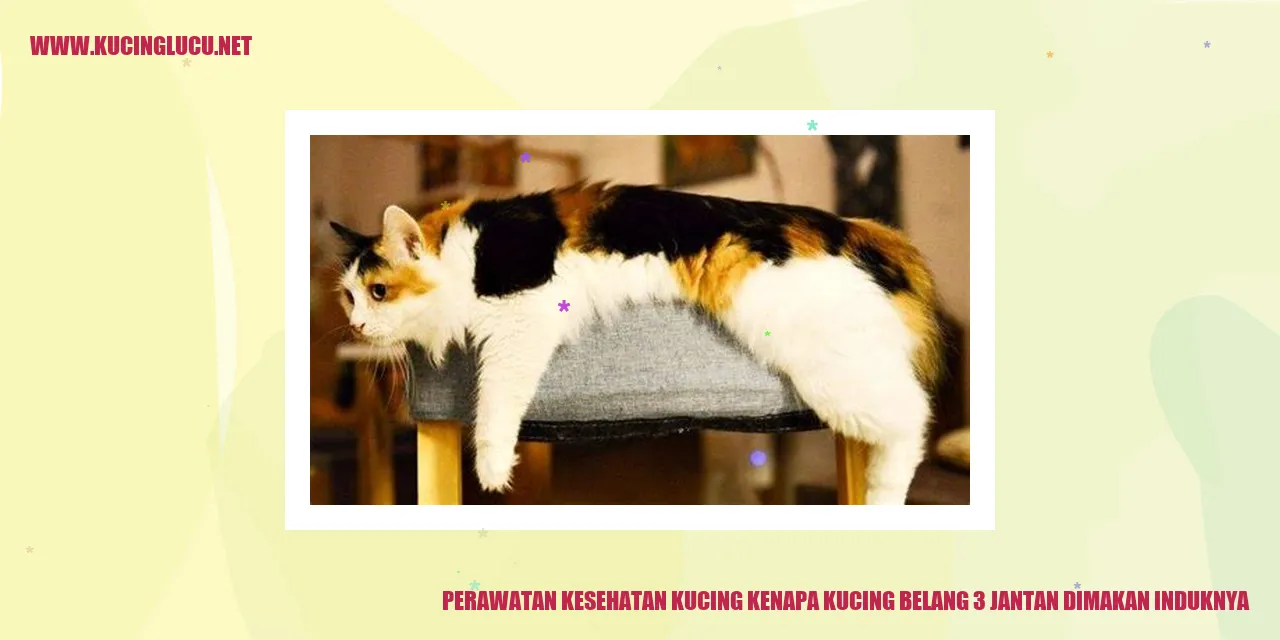 Perawatan Kesehatan Kucing