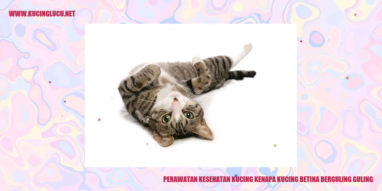 Gambar Kucing Betina Berguling-guling