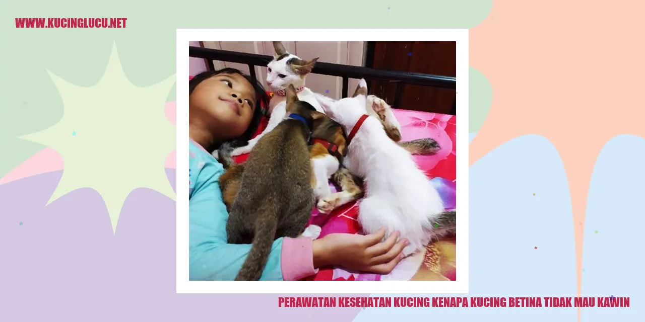 Gambar Kucing Betina saat Pemeriksaan Kesehatan