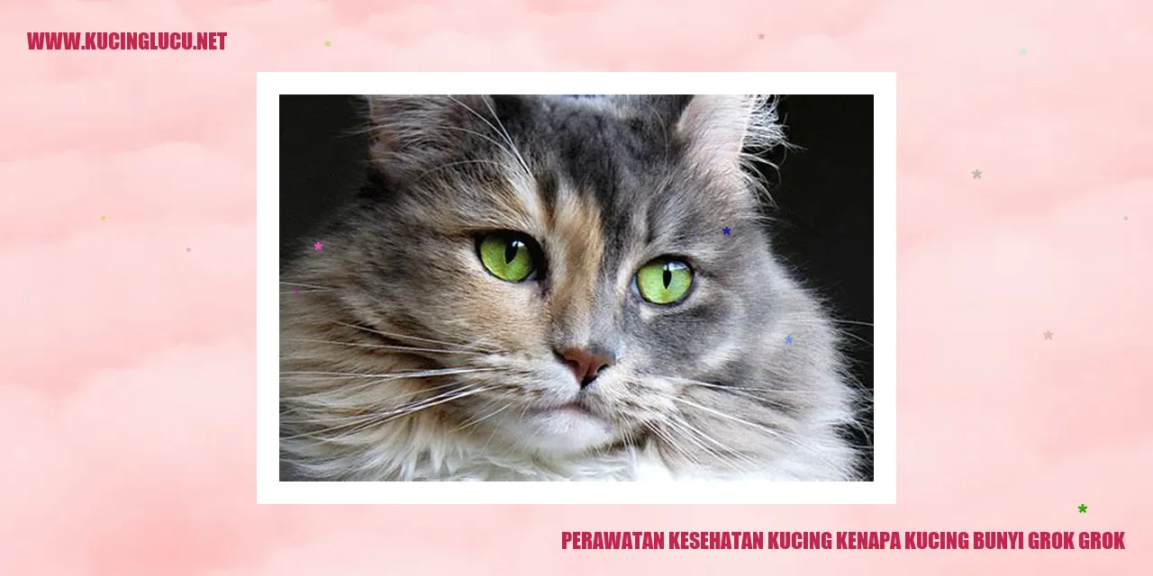 Perawatan Kesehatan Kucing kenapa kucing bunyi grok grok