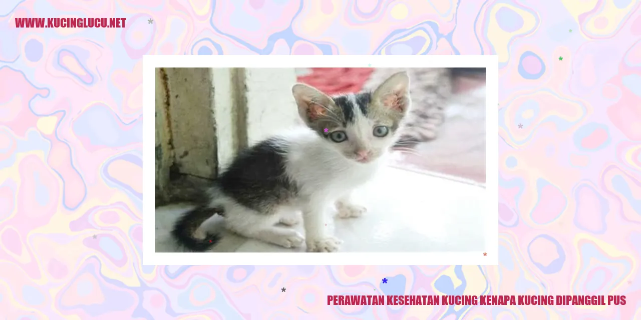Perawatan Kesehatan Kucing