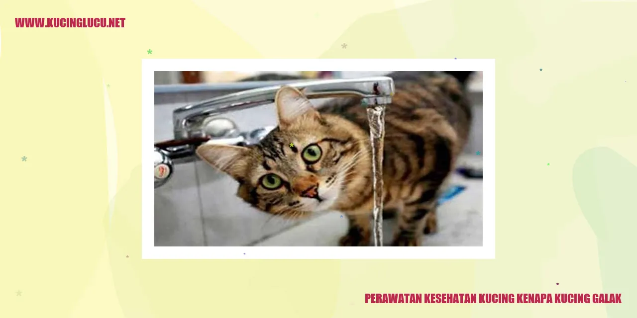 Perawatan Kesehatan Kucing kenapa kucing galak
