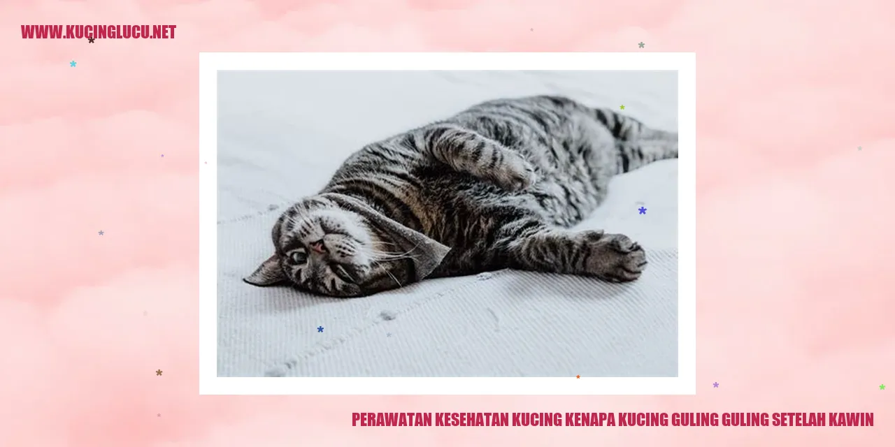 Kucing guling-guling setelah kawin