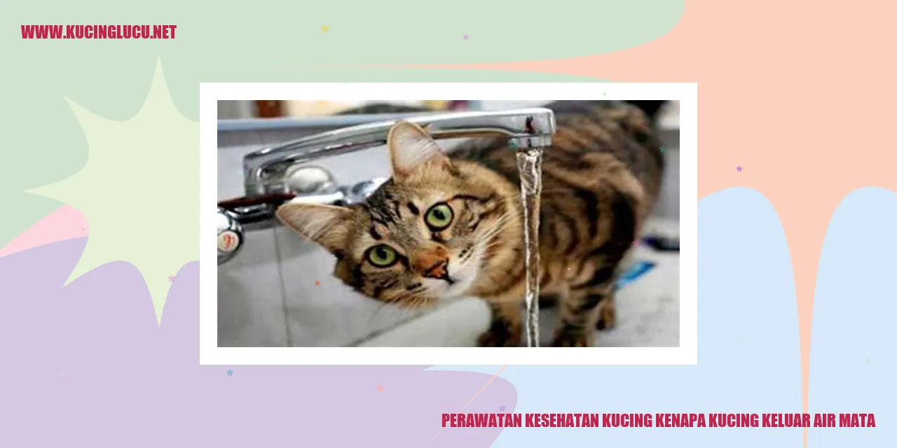 Perawatan Kesehatan Kucing