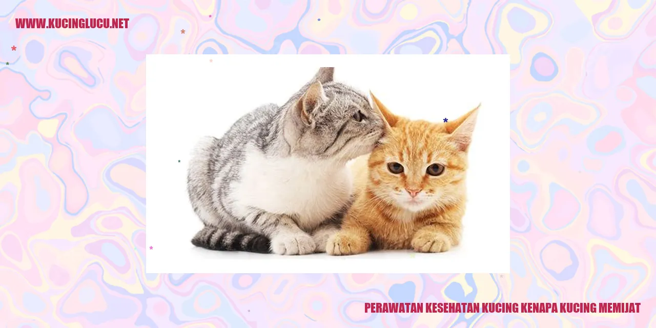 kucing memijat