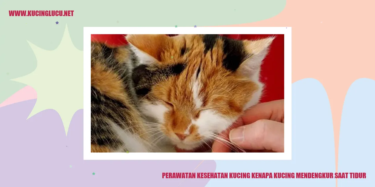 kucing tidur