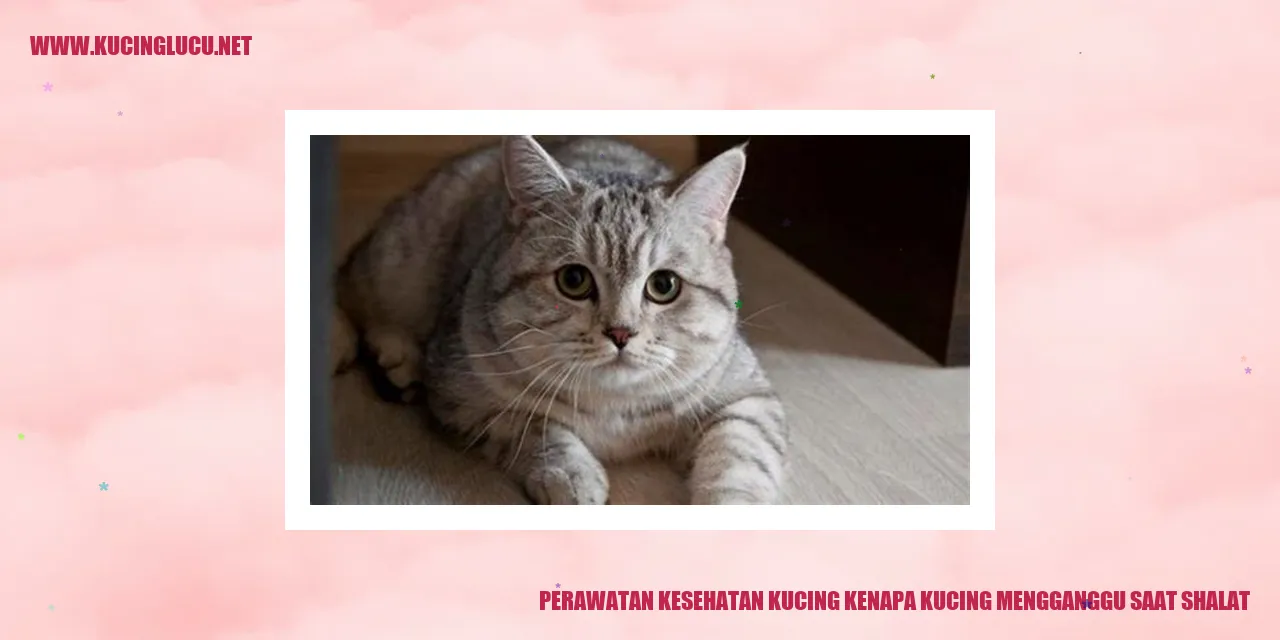 Perawatan Kesehatan Kucing