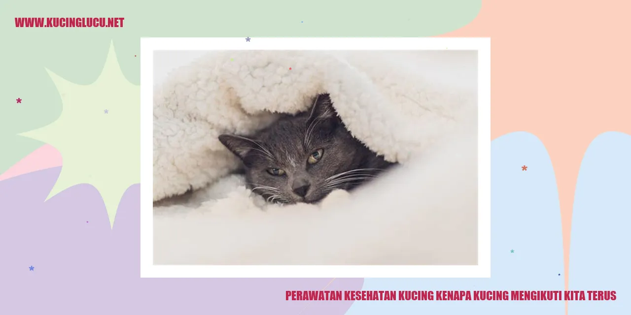 kucing mengikuti kita