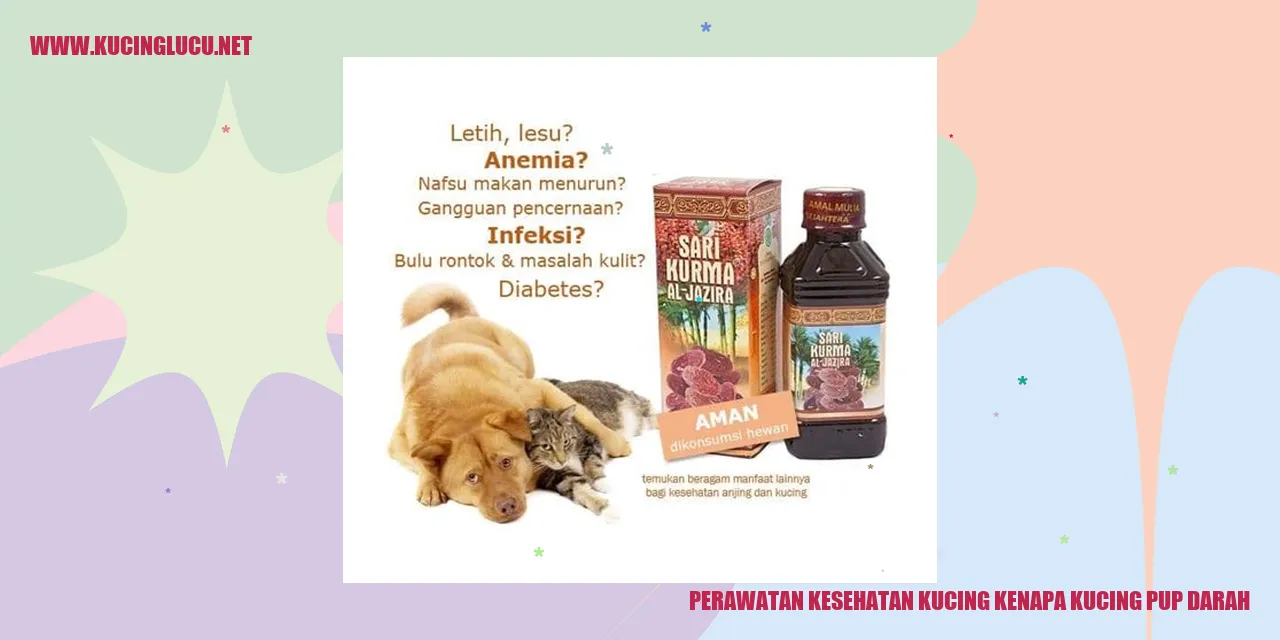 Kucing Buang Darah