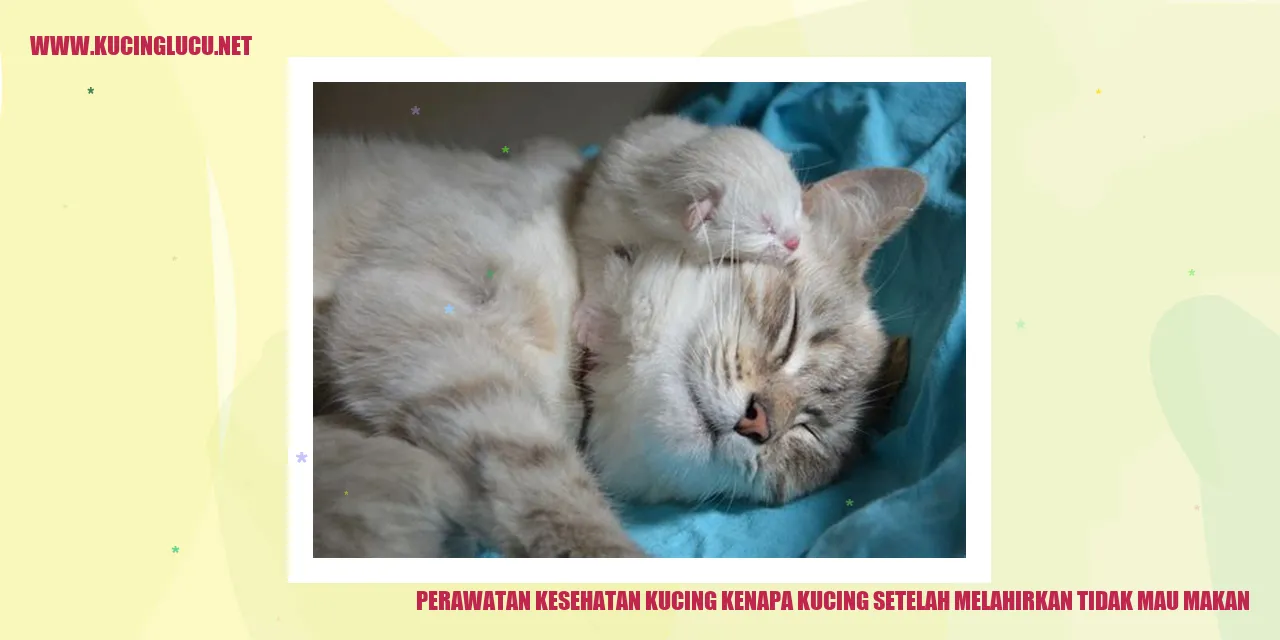 Kucing Setelah Melahirkan Tidak Mau Makan