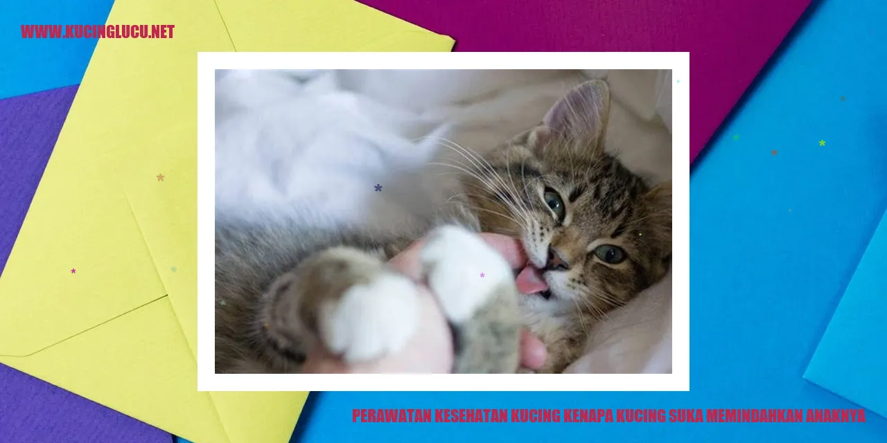 Gambar Kucing