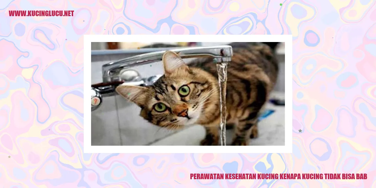 Perawatan Kesehatan Kucing