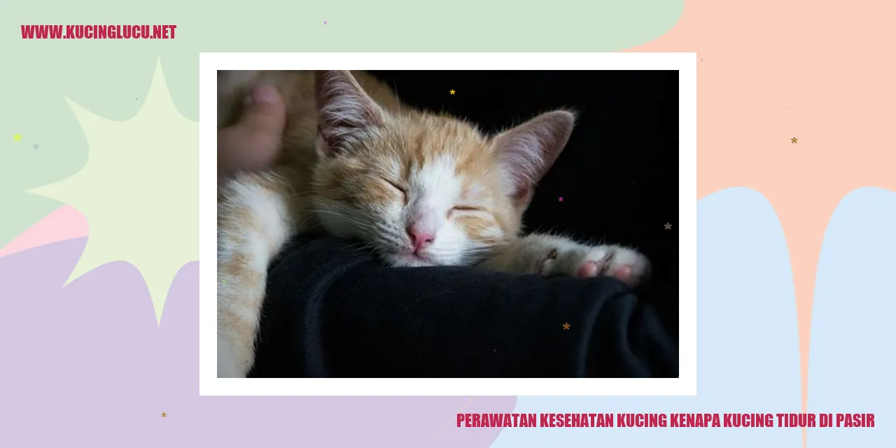 Kucing Tidur di Pasir