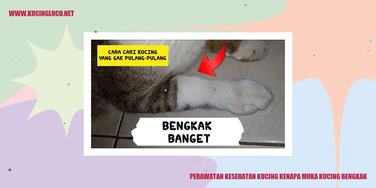 Muka Kucing Bengkak