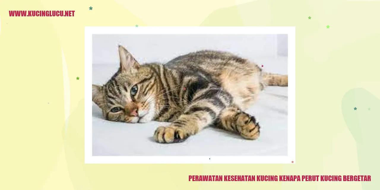 Perawatan Kesehatan Kucing: Mengapa Perut Kucing Bergetar?