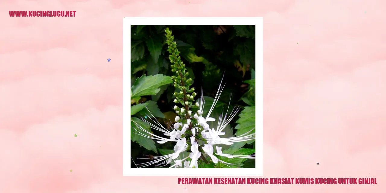 Gambar Kucing