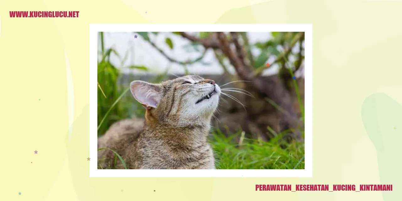 Perawatan Kesehatan Kucing Kintamani