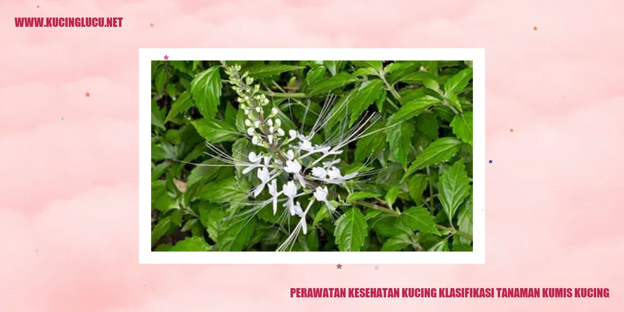 Gambar kucing bersama tanaman kumis kucing