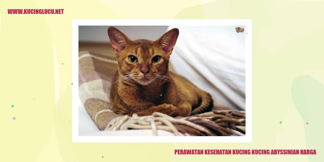 Perawatan Kesehatan untuk Kucing Abyssinian