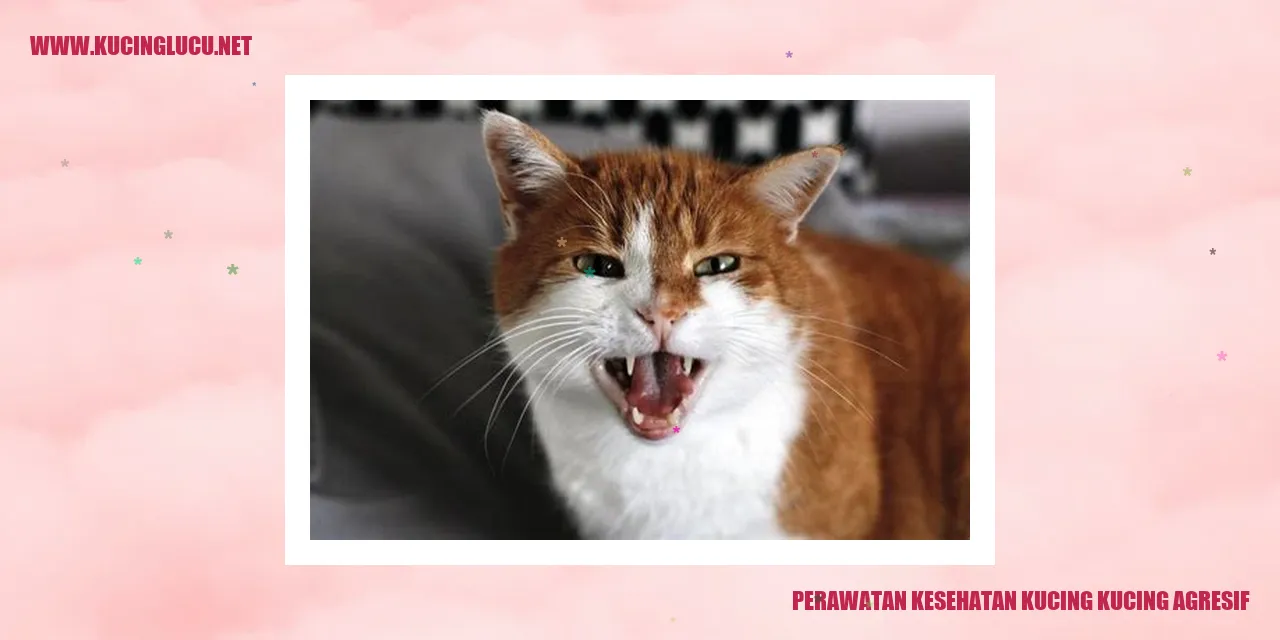 Kucing Agresif