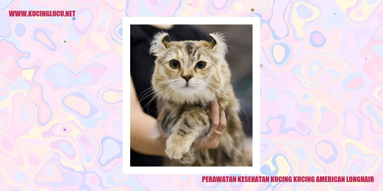 Gambar Kucing American Longhair