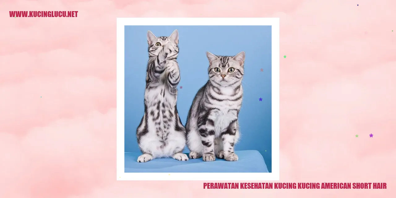 Perawatan Kesehatan Kucing American Short Hair