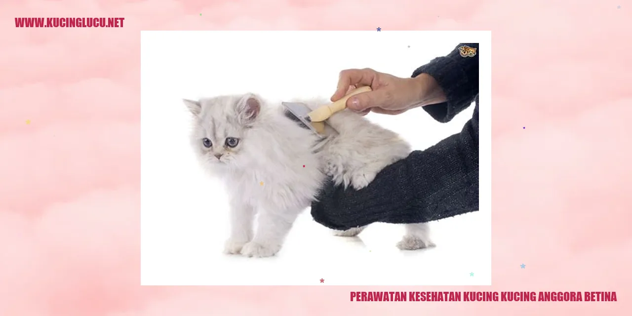 Gambar Kucing Anggora Betina