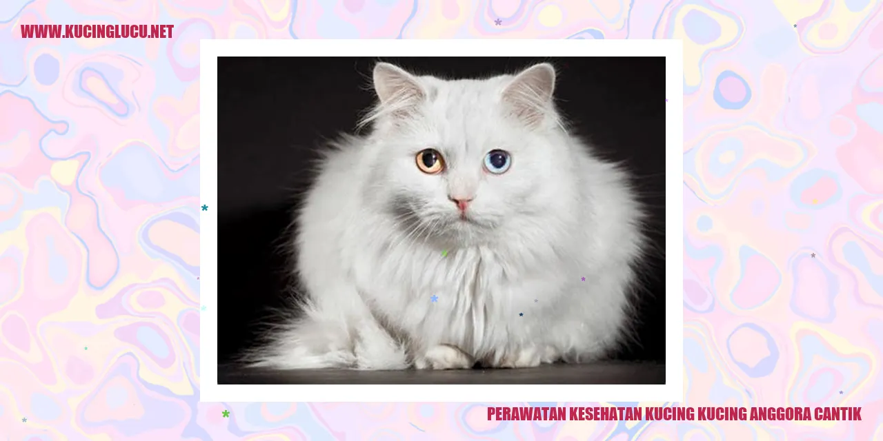 Kucing anggora cantik