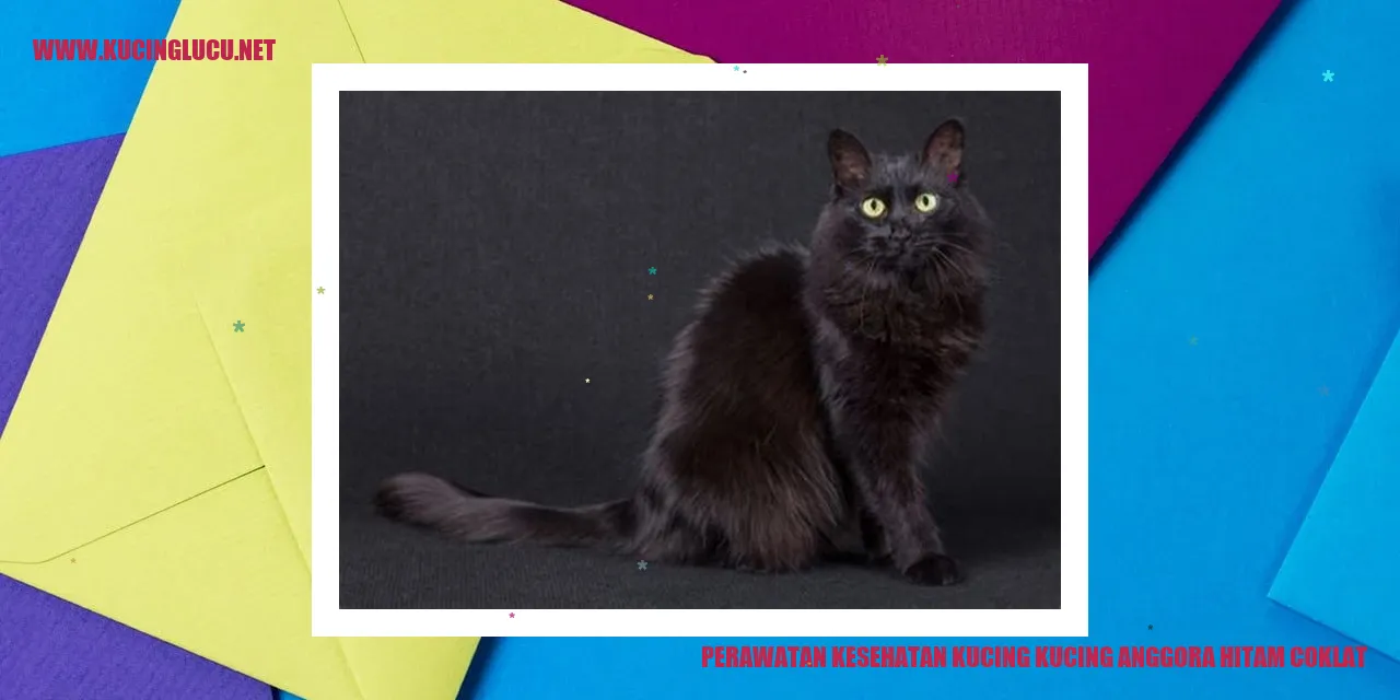 Perawatan Kesehatan Kucing Anggora Hitam Coklat