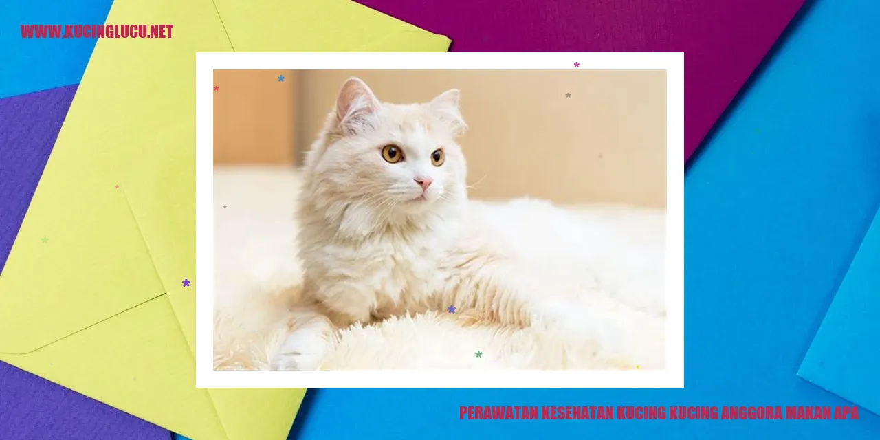 Gambar Kucing Anggora