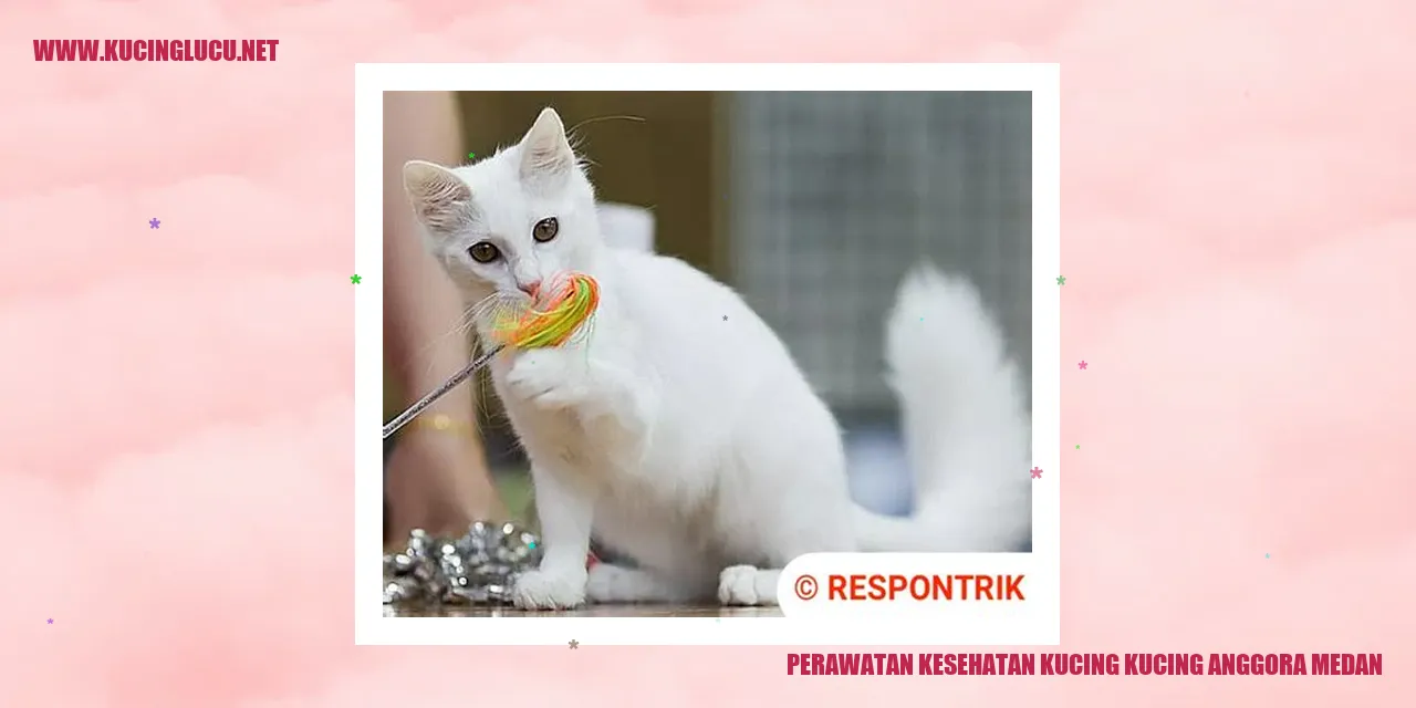 Kucing Anggora Medan