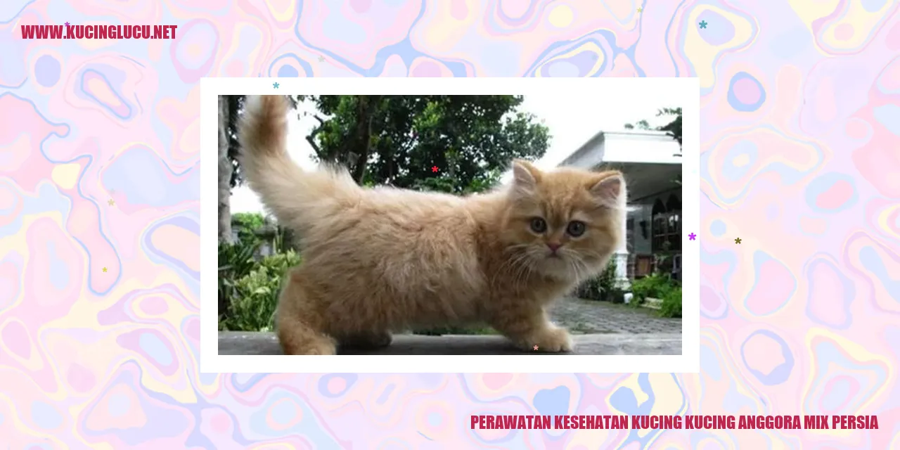 Kucing Anggora Mix Persia