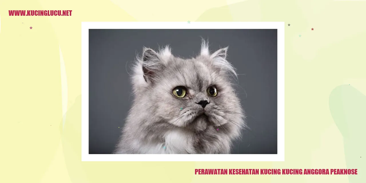 gambar kucing anggora peaknose