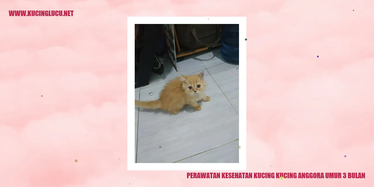 Kucing Anggora Umur 3 Bulan
