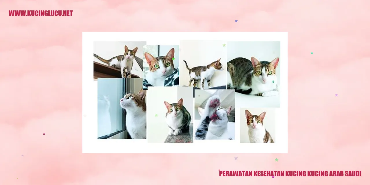 Perawatan Kesehatan Kucing di Arab Saudi