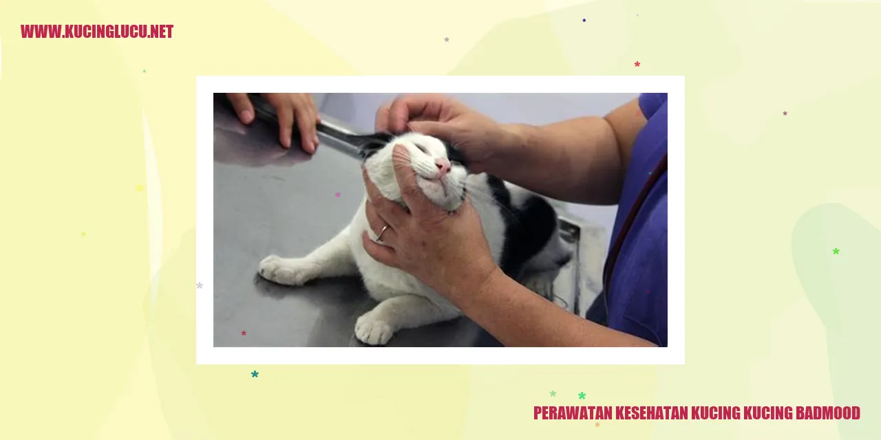 Kucing Badmood