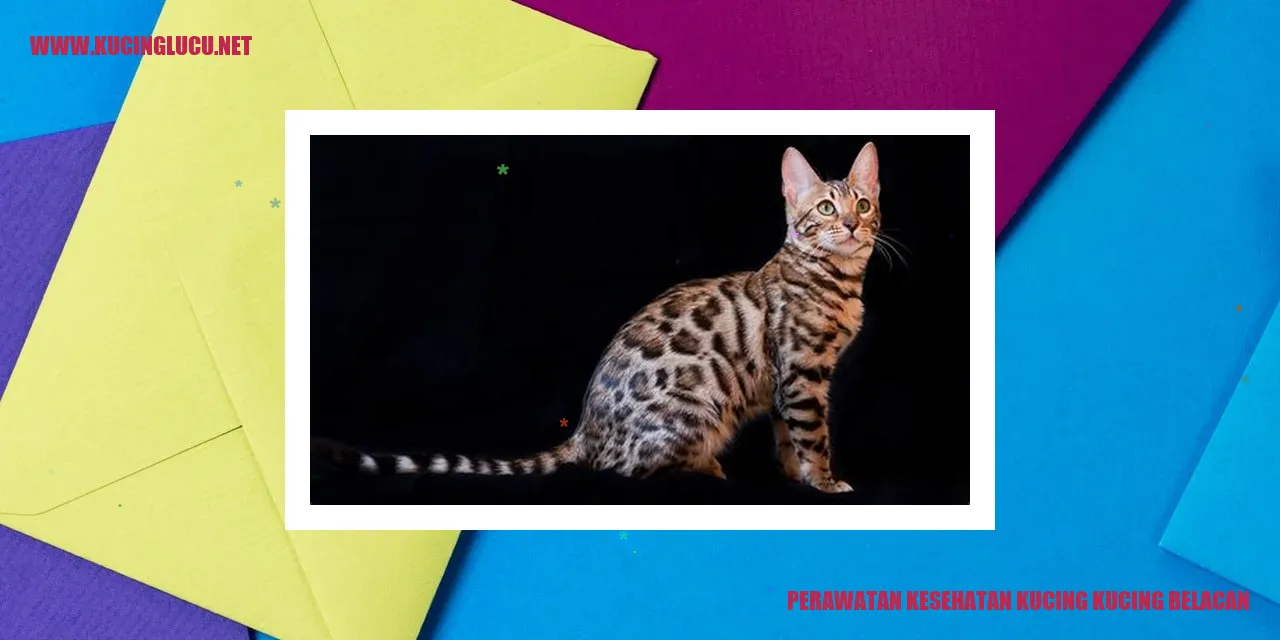Perawatan Kesehatan Kucing Kucing Belacan