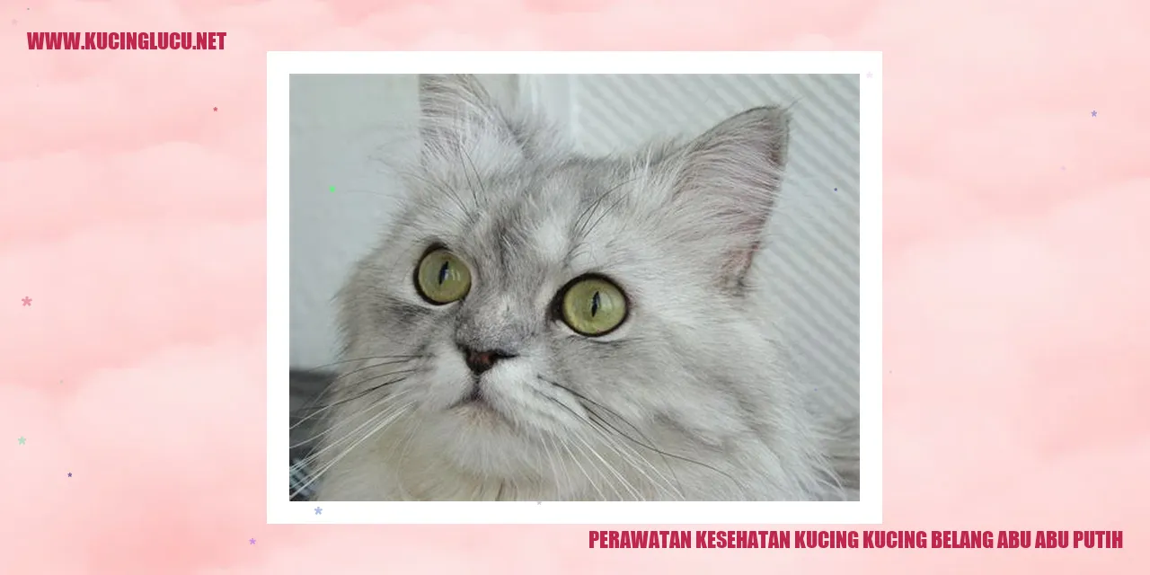 Perawatan Kesehatan Kucing kucing belang abu abu putih
