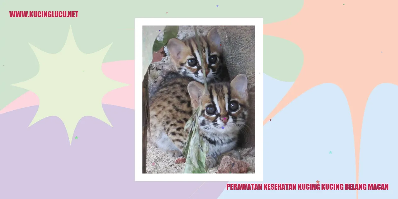 Perawatan Kesehatan Kucing Belang Macan