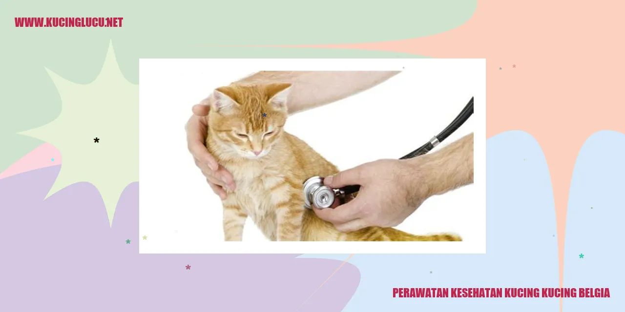 Perawatan Kesehatan Kucing kucing belgia