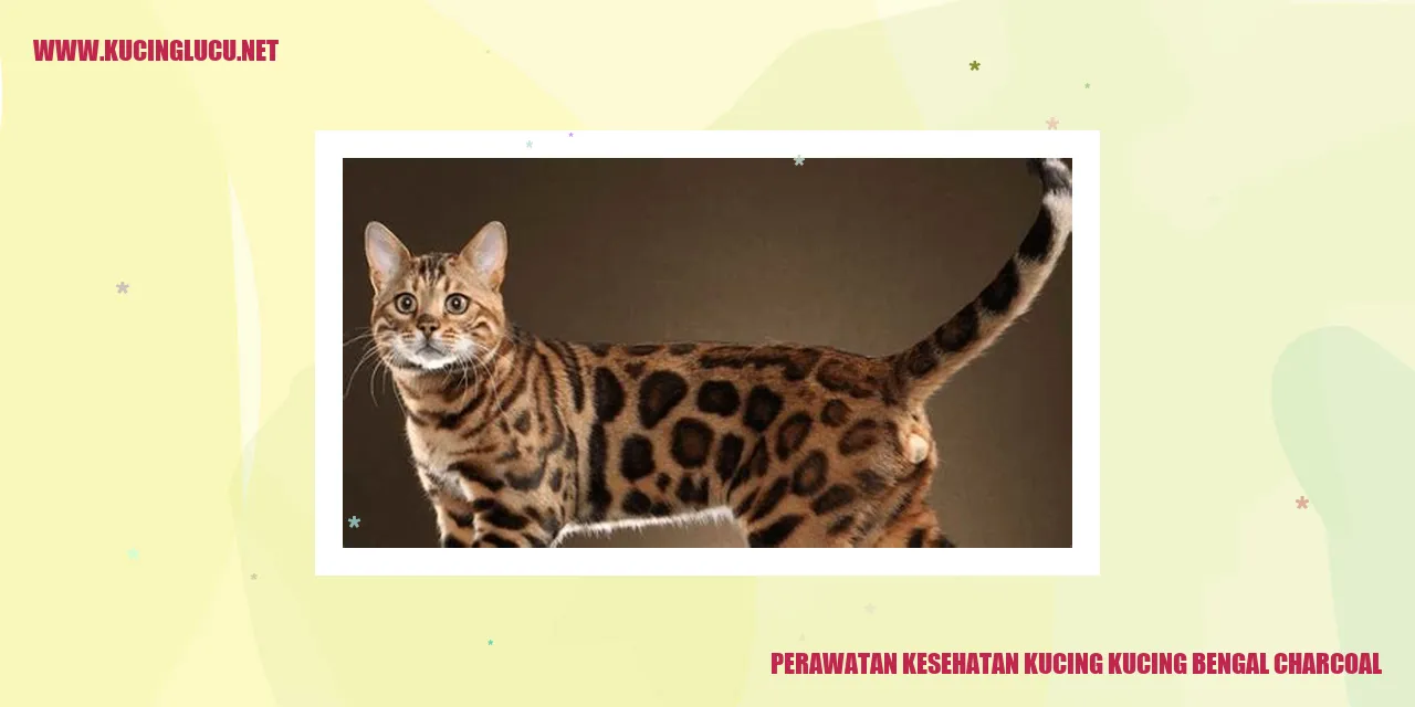Kucing Bengal Charcoal