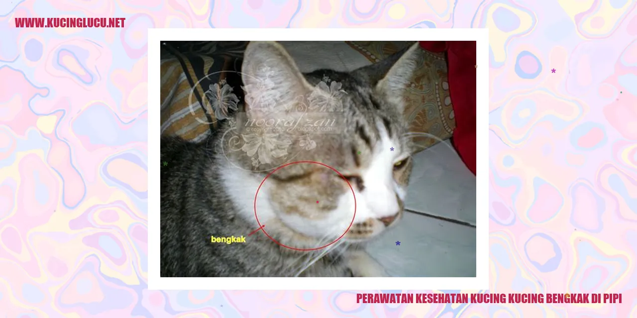 kucing bengkak di pipi