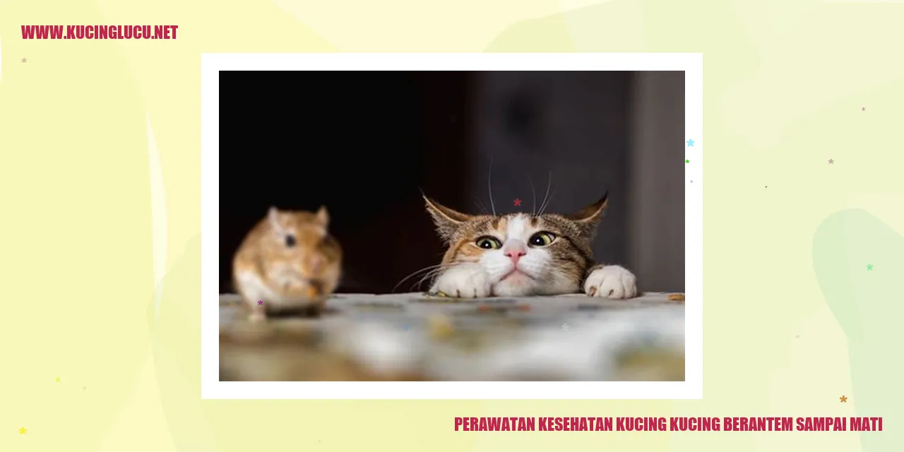 kucing bertarung