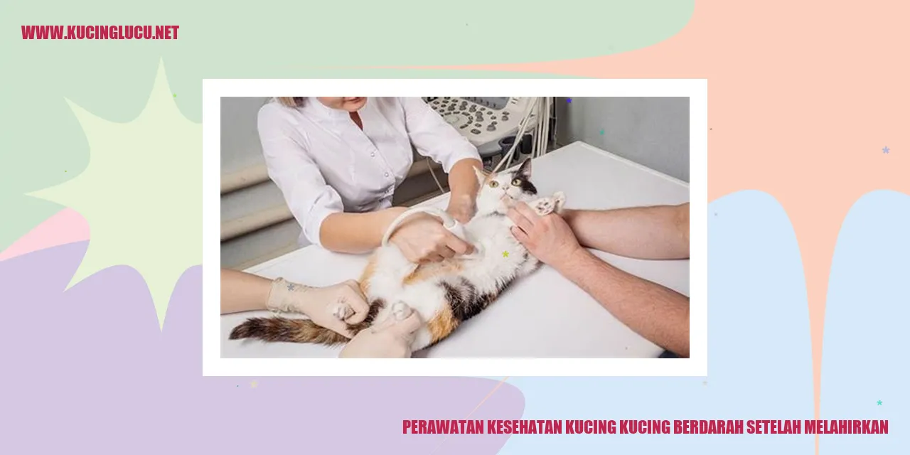 Perawatan Kesehatan Kucing
