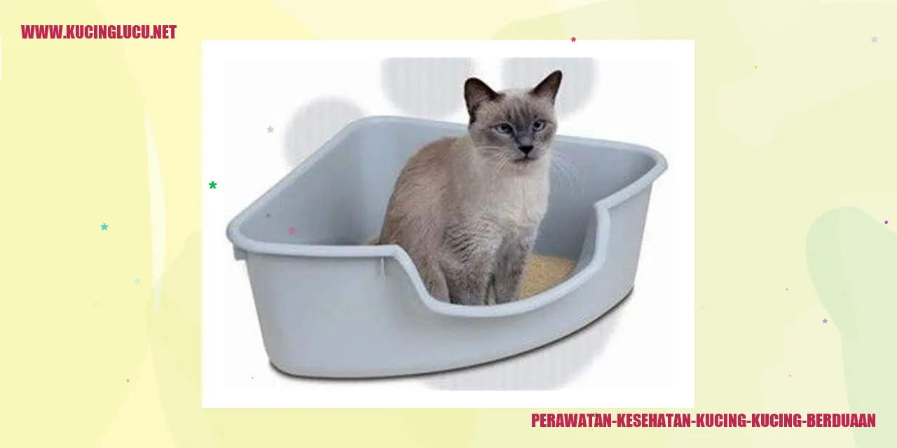 gambar kucing berduaan