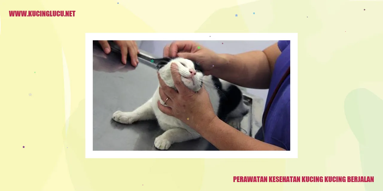 Perawatan Kesehatan Kucing Kucing Berjalan