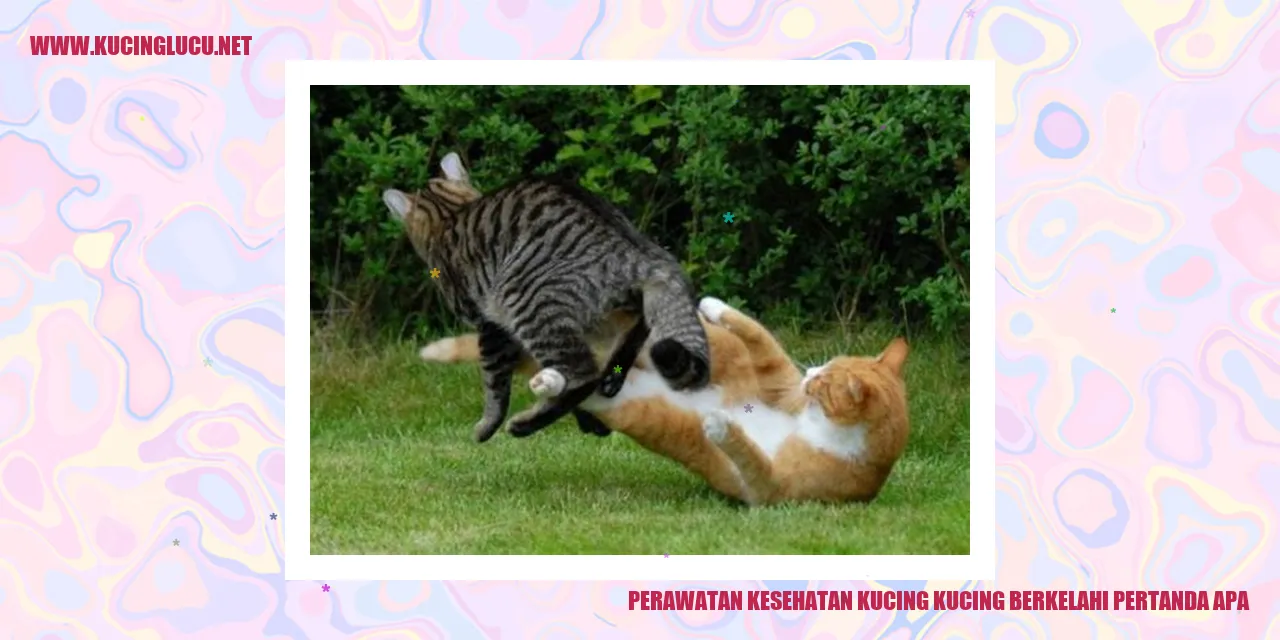 kucing berkelahi