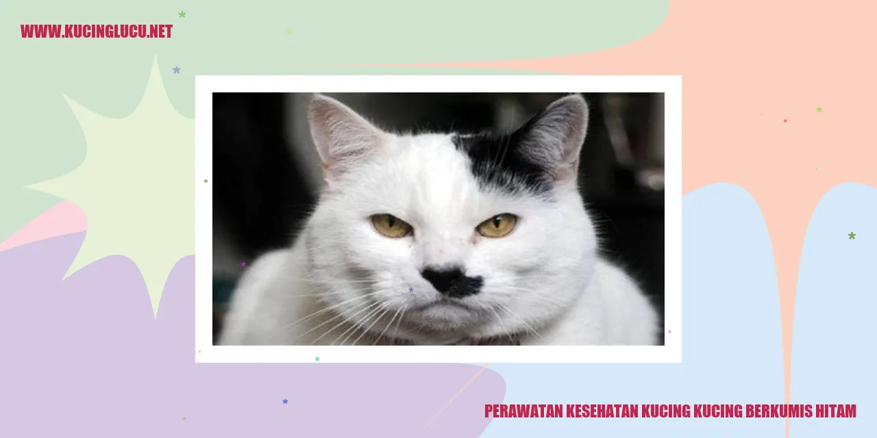 Kucing berkumis hitam