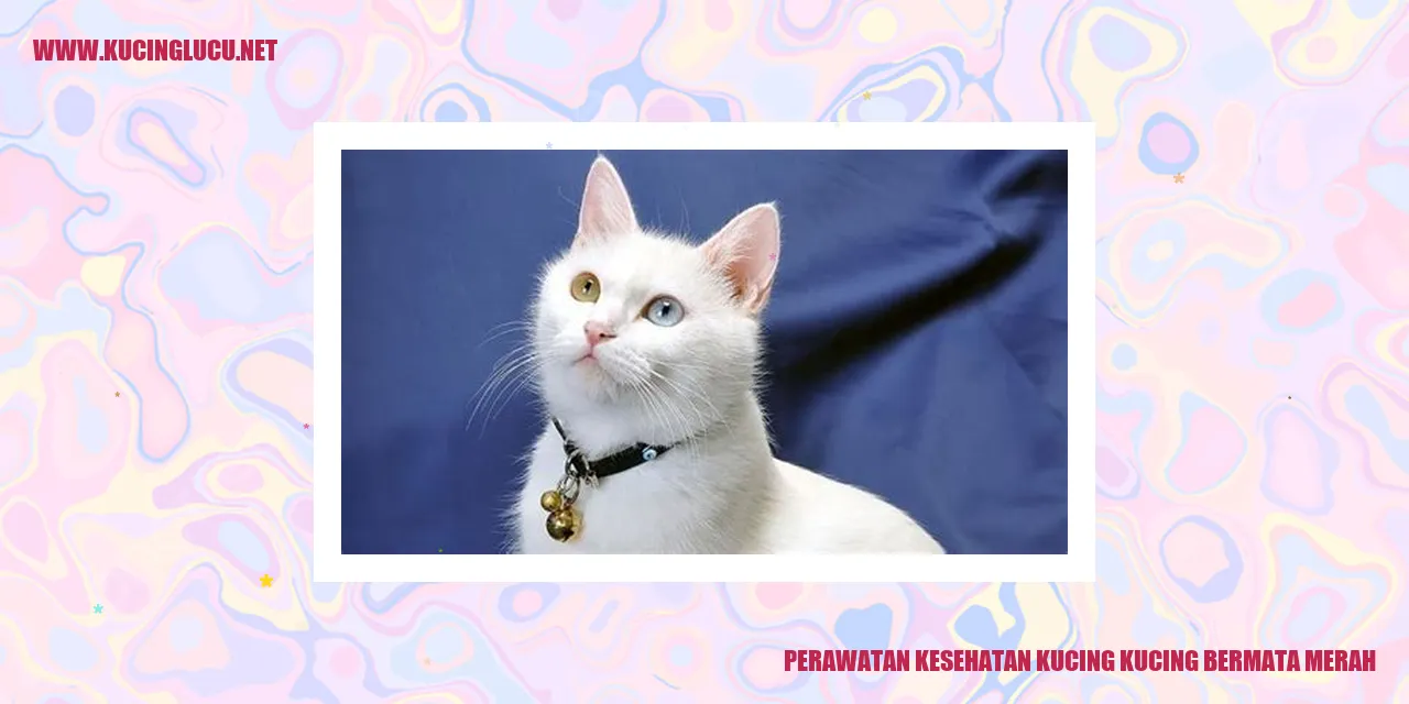 Perawatan Kesehatan Kucing bermata merah